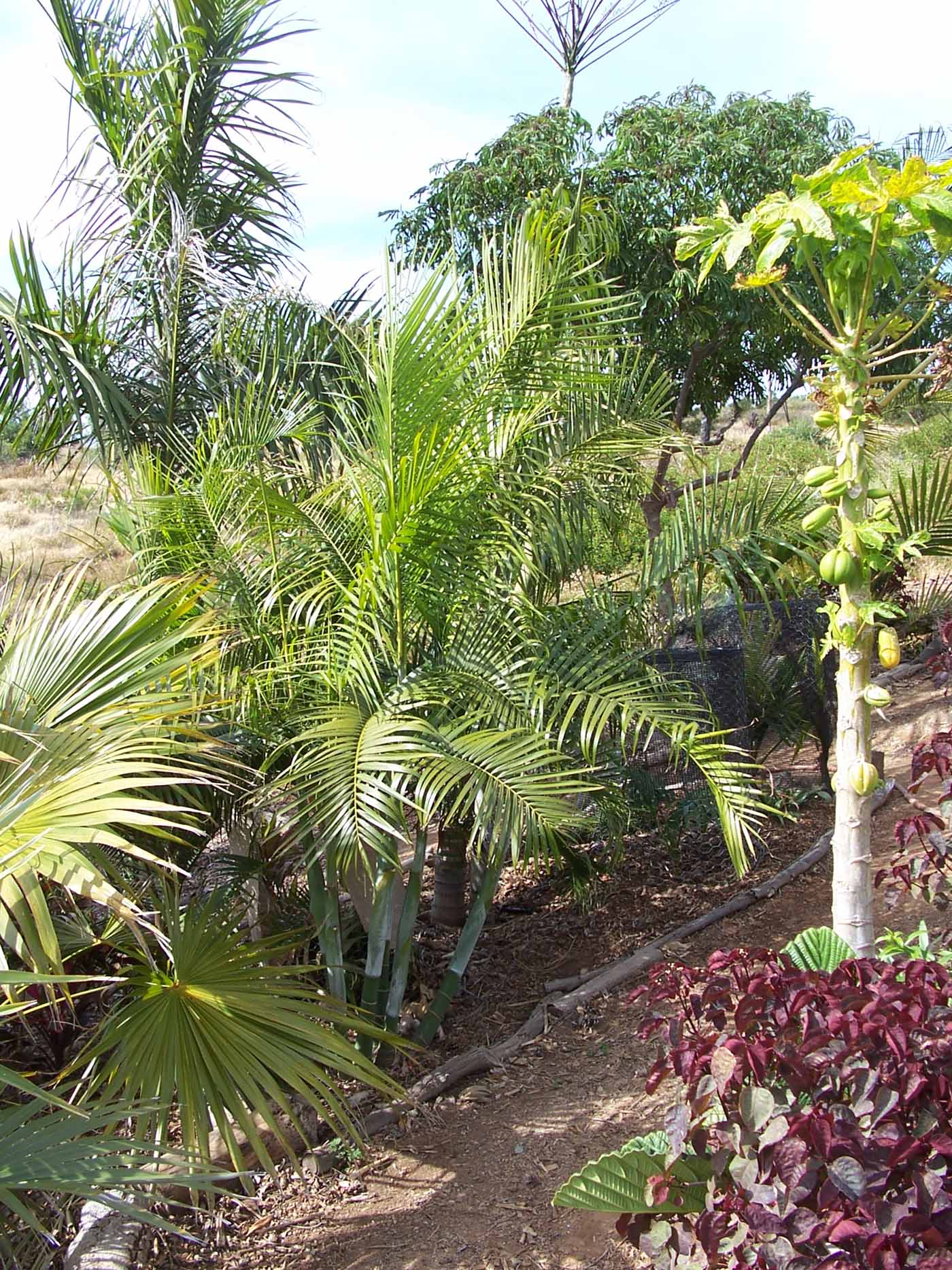  clumping  Dypsis mislabled as D ambositrae DISCUSSING 